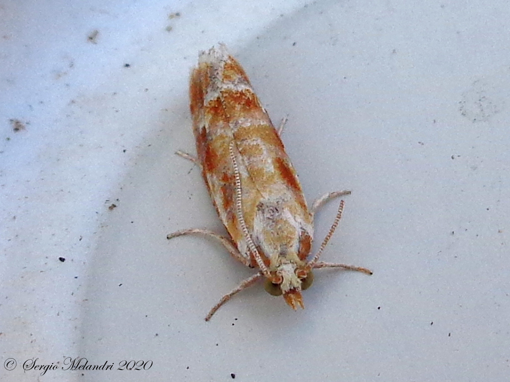 Rhyacionia buoliana - Tortricidae